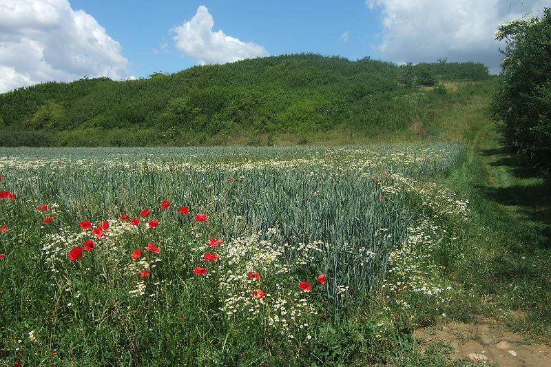2011-05- (571).JPG - "Im Kornfeld ist es doch so schön bunt"